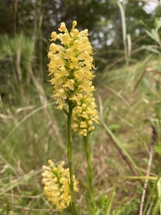 Platanthera × canbyi
