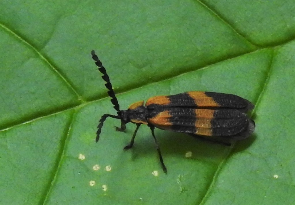Banded Net-winged Beetle from Flamborough, Hamilton, ON, Canada on July ...