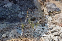 Polygonum spergulariiforme