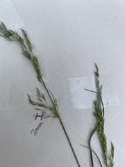 Calamagrostis breweri