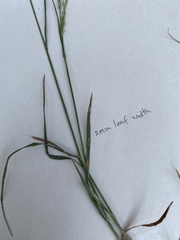 Calamagrostis breweri