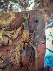 Macrobrachium laevis