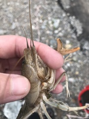 Procambarus simulans