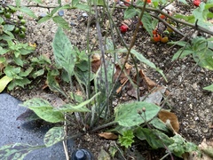 Hieracium glaucinum similatum