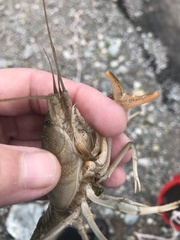 Procambarus simulans