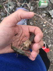 Procambarus simulans