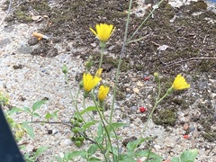 Hieracium glaucinum similatum