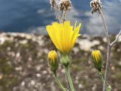 Hieracium glaucinum similatum