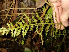 Asplenium bulbiferum