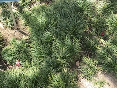 Ophiopogon planiscapus