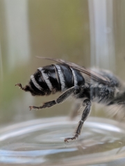 Colletes latitarsis
