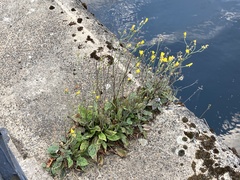 Hieracium glaucinum similatum