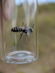 Colletes latitarsis