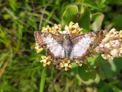 Antigonus emorsa