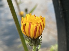 Picris hieracioides