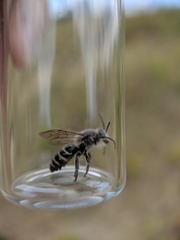 Colletes latitarsis