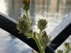 Picris hieracioides