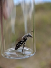 Colletes latitarsis