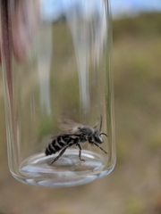 Colletes latitarsis