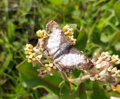 Antigonus emorsa