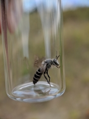 Colletes latitarsis