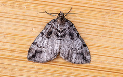 Hydriomena furcata