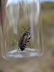 Colletes latitarsis