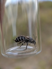 Colletes latitarsis