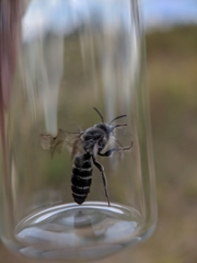 Colletes latitarsis