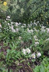 Saponaria officinalis