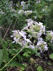 Saponaria officinalis