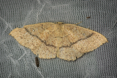 Cyclophora dataria