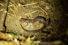 Plethodon shenandoah