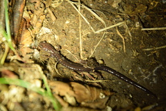 Plethodon shenandoah