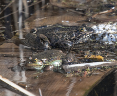 Pelophylax epeiroticus