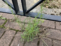 Senecio inaequidens