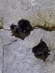 Chrotopterus auritus