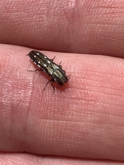 Agrilus walsinghami