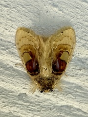 Arrhenophanes perspicilla
