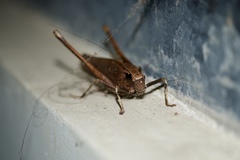 Mecopodinae