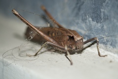 Mecopodinae