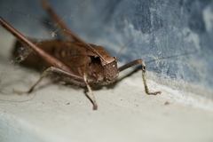 Mecopodinae