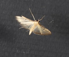 Bradina admixtalis