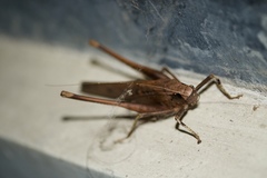 Mecopodinae