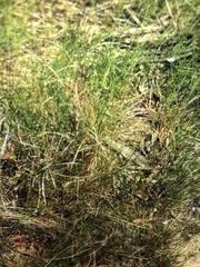 Hudsonia tomentosa tomentosa