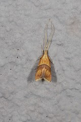 Crocanthes zonodesma