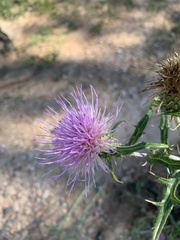 Cirsium wheeleri