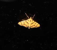 Dichocrocis erixantha