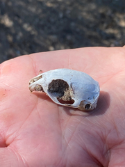 Xerospermophilus tereticaudus