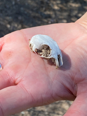 Xerospermophilus tereticaudus